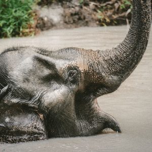 Cambodge elephant - Apogée Voyages