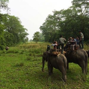 Chitwan elephants rhinoceros - Apogée Voyages