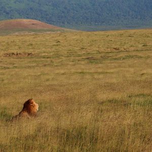 Safaris cratère Ngorongoro et lac Manyara - Apogée Voyages