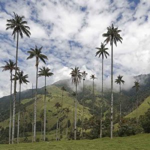 Vallée de Cocora - Colombie - Apogée Voyages