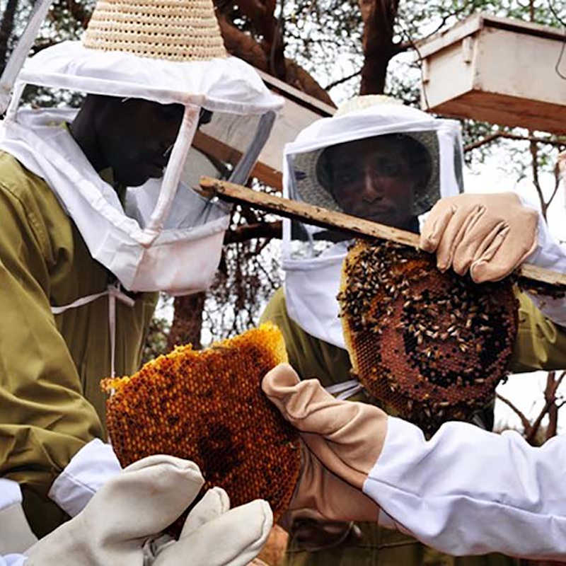 Protection abeilles Tanzanie - Apogée Voyages