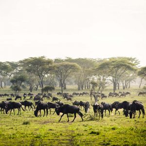Sanctuary Kichakani Serengeti Camp Tanzanie - Apogée Voyages