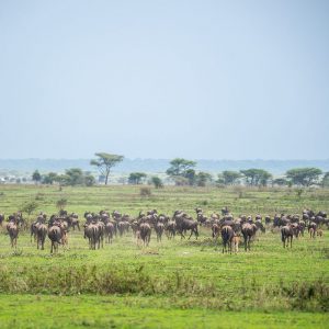 Sanctuary Kusini Camp Tanzanie - Apogée Voyages