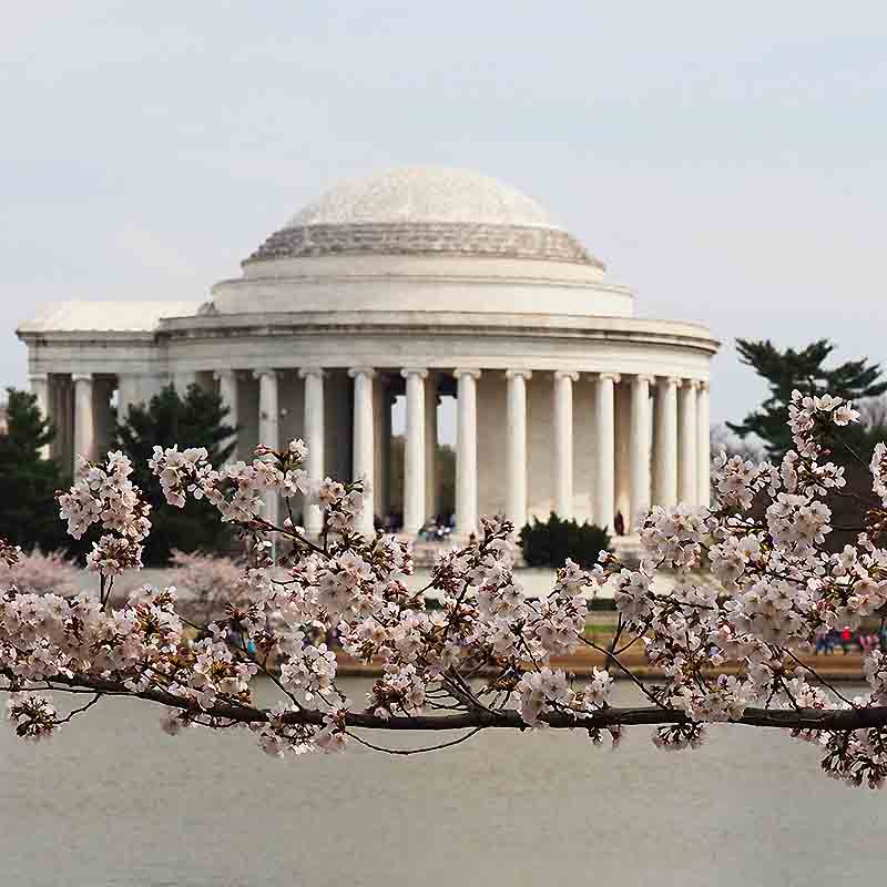 National Cherry Blossom Festival : les meilleures expèriences Apogée Voyages