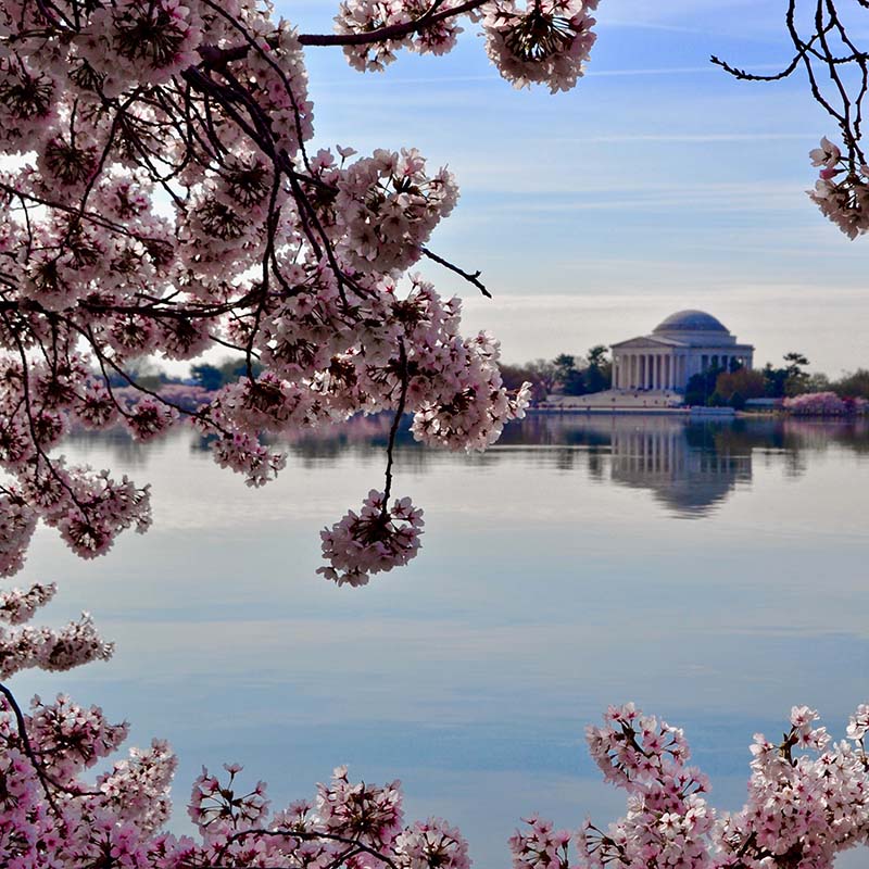 National Cherry Blossom Festival : les meilleures expèriences Apogée Voyages